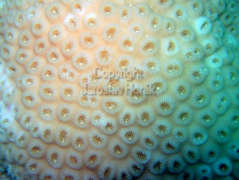 DSCF8159 koral detail.jpg